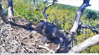 AEF NEFL Eagle Cam 32218 Spirit Brings In a Stick [upl. by Annekahs49]