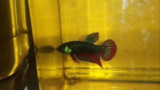 Hybrid Imbellis vs Original Imbellis  Betta Fish [upl. by Norabal]