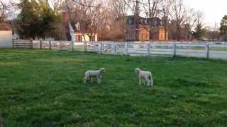 Spring Lambs at Colonial Williamsburg [upl. by Lemart]