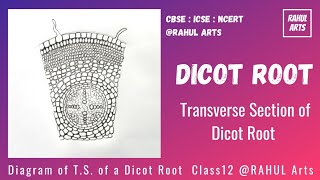 How to draw TS of a Dicot Root  Diagram Of Dicot Root  Internal structure of dicot root [upl. by Ylellan]