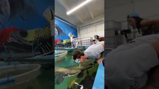 Arapaima AttackbMan 😱shorts facts youtubeshorts viralvideo fish viralvideo fishing arapaima [upl. by Ricardama]