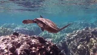 Big Island Snorkeling [upl. by Adolphe]