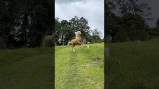 He is way too much fun 🤩 cutehorse funnyhorse palomino gallop horselife horse [upl. by Corty]