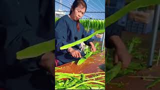 Organic asparagus is delicious you need to peel it off fruitsalad life farm farming nature [upl. by Maurey]