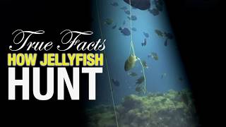 True Facts How Jellyfish Hunt [upl. by Eiramanig]