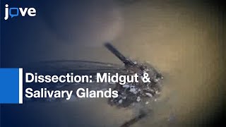 Dissection Midgut amp Salivary Glands From Ae aegypti Mosquitoes l Protocol Preview [upl. by Nevile]