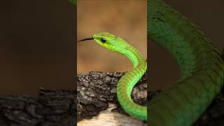 Boomslang One of the most dangerous Reptile in the world shorts wildlife [upl. by Elleynod]