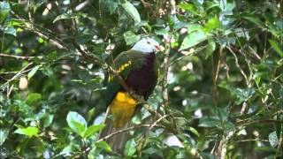 Wompoo FruitDove [upl. by Ozzy]