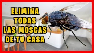 COMO ELIMINAR las MOSCAS de la CASA muy fácil con trampa casera  Gio de la Rosa [upl. by Klump]