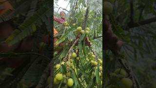 Picking Gooseberry in Nepali village gooseberry [upl. by Ettelrats]