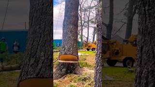 The Machine Of Deforestation heavyequipmentfail heavyequipment shortvideo [upl. by Ellinet378]