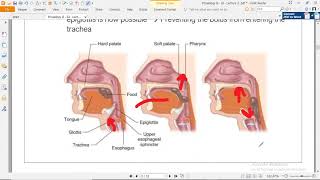 Physio II Pharmacy  GI  Lecture 2 [upl. by Euv]