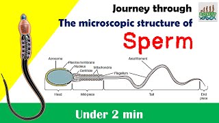 Sperm structure under 2 min 😱😱NCERT [upl. by Prager]