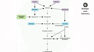 Biochimie  Glycolyse  LactoseMaltose  Manose et Saccharose [upl. by Anicart]