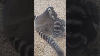 Ring Tailed Lemurs Grooming Each Other  Tropical Butterfly House Sheffield lemurs [upl. by Hamlen659]