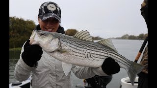 Drifting Live Bait For Ca Delta Striped Bass w Right Hook Sportfishing [upl. by Nirda]