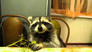 Raccoon eats grapes with his little hands [upl. by Lekram823]