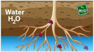 WOLOR  fertilizer [upl. by Rheinlander]