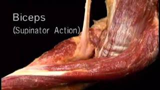 biceps supinator actıonwmv [upl. by Drahnreb934]