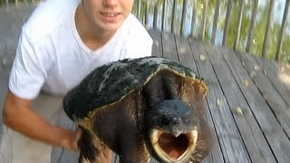 How to properly hold a Snapping turtle [upl. by Gurevich328]