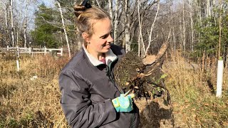 Storing Dahlia Tubers In Garden Soil For Winter Zone 3  Simply Bloom [upl. by Willet]