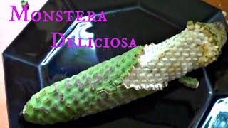 Monstera Deliciosa Review  Weird Fruit Explorer  Ep 108 [upl. by Narine]