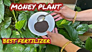 Money Plant Best Fertilizer at Home  Money Plant Growth Hacks  How To Keep Money Plant At Home [upl. by Olympie]