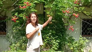 campsis radicans [upl. by Migeon131]