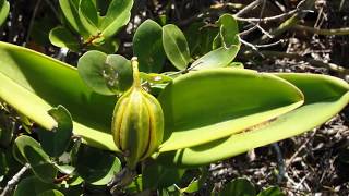 Brazilian Orchids Part 3 Cattleya guttata [upl. by Neemsaj485]