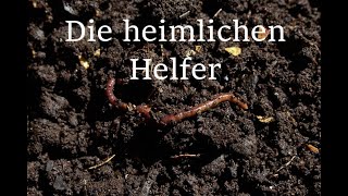 Der Regenwurm ein weiterer heimlicher Helfer [upl. by Hasseman75]