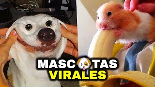 LOS MEJORES VIDEOS DE MASCOTAS VIRALES 🐶 [upl. by Wieren957]