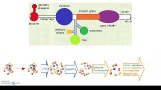 RD1a Digestion des protéines retour de cours [upl. by Giddings]