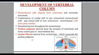 Development of Vertebral Column Special Embryology [upl. by Roland]