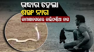 Snake Helpline Member Rescues Rare Albino Cobra From Dhenkanal [upl. by Nitsrik319]