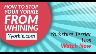 Is Your Yorkie Whining Too Much  This Is How To Stop Yorkies From Constant Whining [upl. by Gretna]