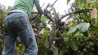 PRACTICAS DE PODA DEL PROYECTO CACAO COORDINADOR ING MORENO [upl. by Nimad860]