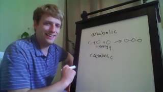 BIOL 2010 Online Week 1  Metabolism amp Blood Glucose Regulation [upl. by Leahplar]