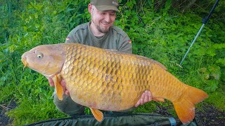 The Carpy Cast  01062022  HUGE Dutch KOI of 23kg and French 30kg mirror carp [upl. by Gisela]