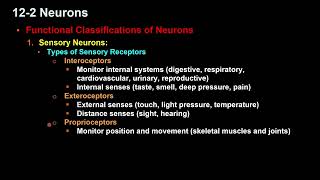 Classifications of Neurons [upl. by Aldredge]