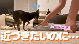 【元保護犬】飼い主にくっつきたいけどコロコロに阻まれる愛犬が邪魔だけどかわいい【ミニピン】 [upl. by Ronacin]