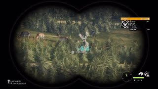 Surprise giant fallow deer on the starter series [upl. by Latt]