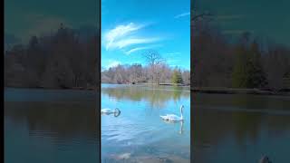 🦢🦢swan Lake relax naturephotography nature [upl. by Nodnyl662]