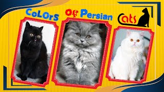 Top 5 Persian Cats  Persian cats breeds  colors of Persian cats  Persian cat breeding color [upl. by Tasiana]