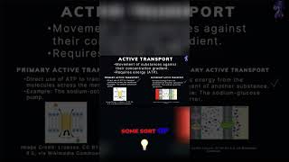 Understanding Active Transport Primary vs Secondary Explained [upl. by Lehcar]