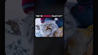 Meet the endangered pallass cat shorts wildlife knowledge [upl. by Ellivnarg]