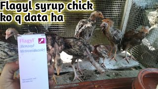 Flagyl syrup chick ko q data ha poultryfarming aseelfarming chicktreatment Aseel farming [upl. by Trebliw]