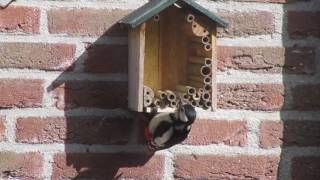 Vroege Vogels  Grote bonte specht sloopt insectenhotel [upl. by Wohlert]