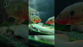 Predator comtank ikanpredator comtankpredatortank asian red tail catfish [upl. by Atcliffe]