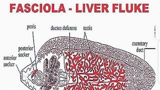 Fasciola Hepatica  Systematic Position and External morphology [upl. by Edric120]