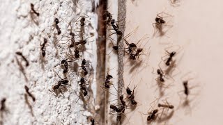 This Baby Powder Hack May Keep Ants Out Of Your Home [upl. by Kermie859]